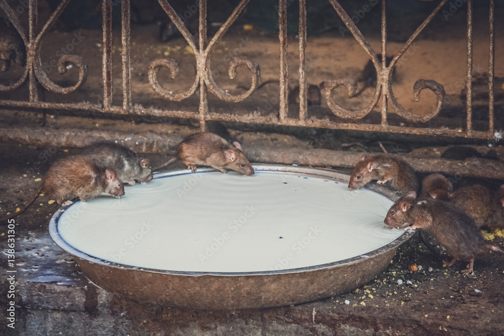 Wall mural rats drinking milk