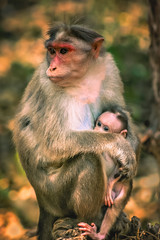 A wild macaque monkey family