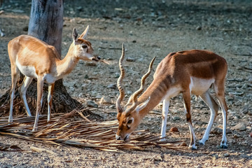 Blackbuck Antelopes in the zoo