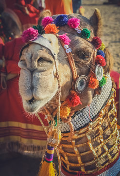 Dandified camel during camel festival