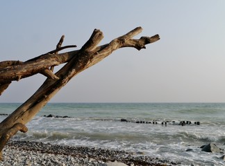 Baumstamm ragt über das Meer