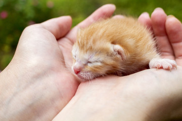 Newborn kitty in girl's hand. New born baby cat. Red kitty in caring hands.