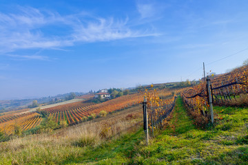 Obraz premium View on vineyards and small houses on the hill in Piedmont, Italy