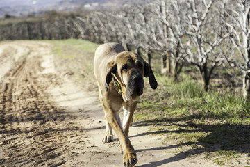Dog bloodhound field