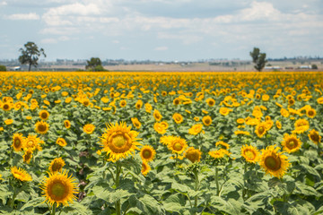 Obraz premium Sunflower fields forever
