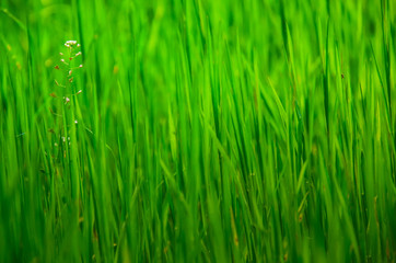 spring grass for background close-up with a ray of sunshine in the morning