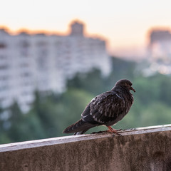 sick pigeon is sitting on the concrete balcone on the city blurred background with buildings and green forest