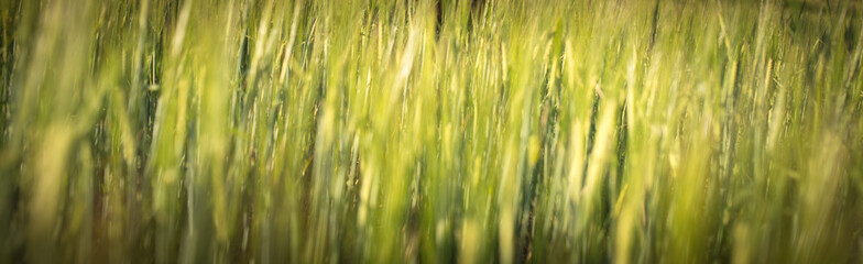 Under the bright sun. Abstract natural backgrounds. Fresh green spring grass on the lawn with the selective focus blurred bokeh