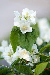 Flowering jasmine background with open white flowers and green leaves.Closeup of White Jasmine Flowers/Beautiful white jasmine flowers.Spring background