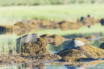 Rocky shoreline of marsh