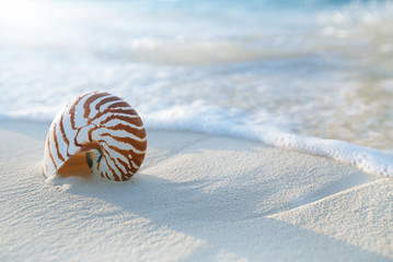 nautilus shell  on golden beach