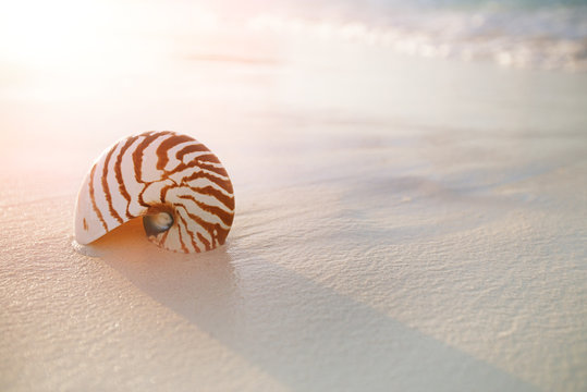 golden nautilus shell