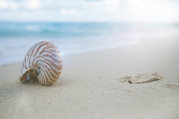 golden nautilus shell