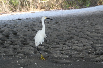 White Egret