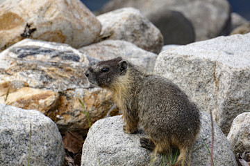 Inquisitive Marmot