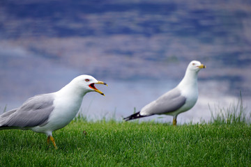 Seagulls on Grass