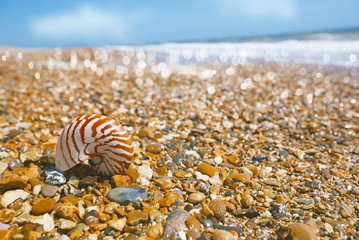 nautilus shell on peblle beach