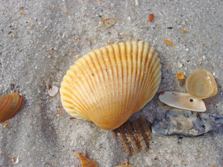 Beautiful Sea Shells in Ponte Vedra Florida 
