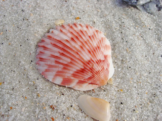 Beautiful Sea Shells in Ponte Vedra Florida 