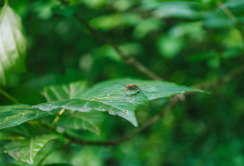 Little Bug, Big Leaf