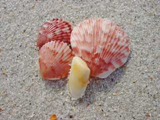 Beautiful Sea Shells in Ponte Vedra Florida 