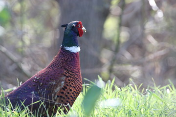 Faisant de colchide, Phasianus colchicus