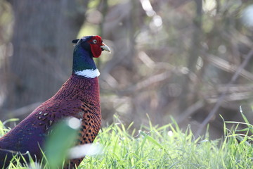 Faisant de colchide, Phasianus colchicus