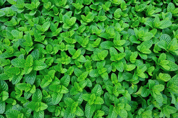 green mint plant grow at vegetable garden