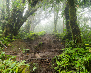 Deep in lush foggy rainforest