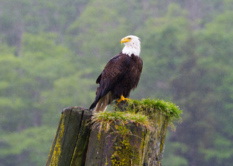 Naklejka premium Bald eagle in the rain