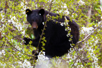 Black bear in a cherry tree © richnott