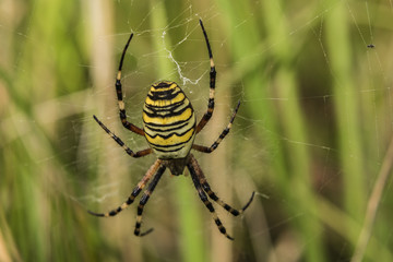 Yellow spider on own cobweb in green grass