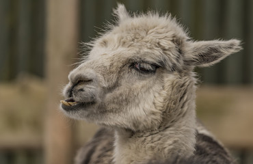 Lama guanicoe in winter day in north Bohemia