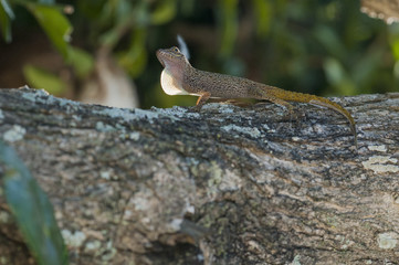 Anolis lizard on sun Dominican Republic