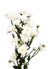 bouquet white chrysanthemums