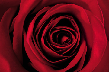 Close-up study of a red rose.