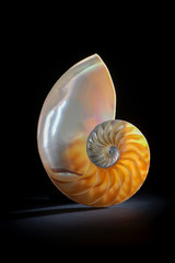 Study of the translucent nautilus shell.