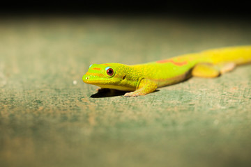 Hawaii Lizard