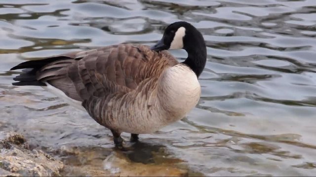 Kanadagans (Branta canadensis) am Ufer eines Flusses stehend - bei der Gefiederpflege
