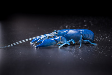 Blue Crayfish and water drop on a dark background