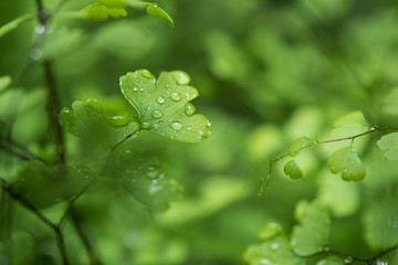 Close-up Fern leaf with water drops