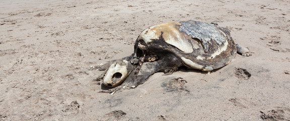 Dead sea turtle