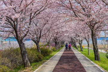 Fototapeta premium Spring pink cherry blossom tree and walk path in Busan, South Korea