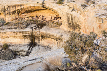 Butler Wash Ruins and Juniper Tree
