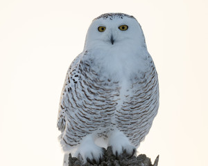Female Snowy Owl
