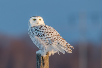 Female Snowy Owl