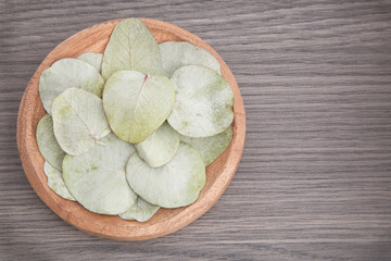 Leaves of silver eucalyptus (Eucalyptus cinerea)
