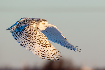 Female Snowy Owl in Flight