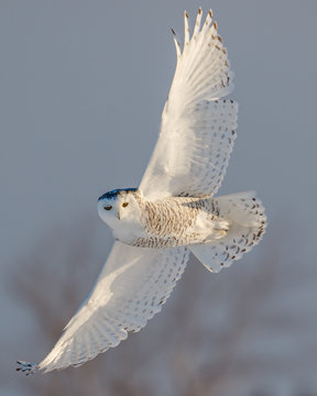 Female Snowy Owl In Flight