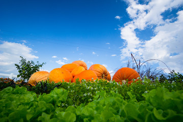 Giant orange pumpkin on a green witn blue sky.
